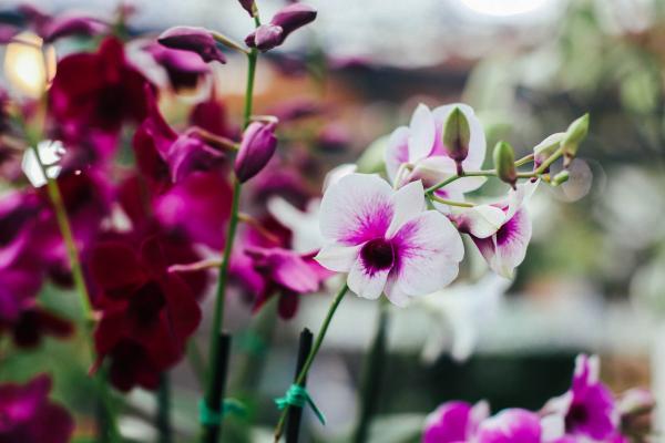 7 Things You Need to Know about Dendrobium Orchids