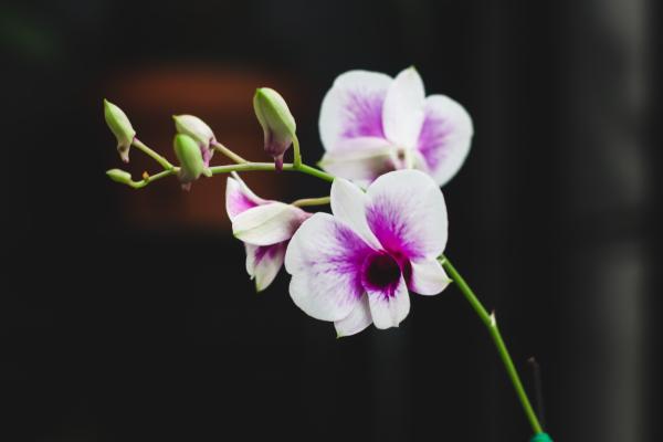 Orchids 101: An Intro to Care