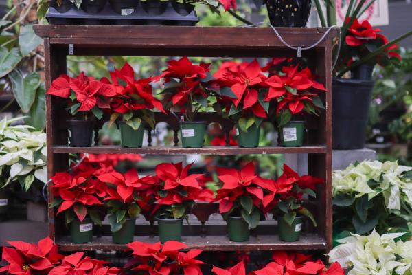 A Beginner’s Guide to Poinsettia Placement, Care, and Longevity