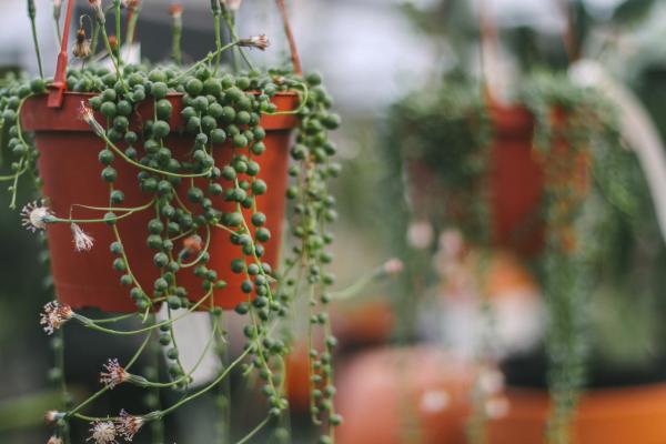 3 Ways to Optimize Your Weekends with Indoor Gardening