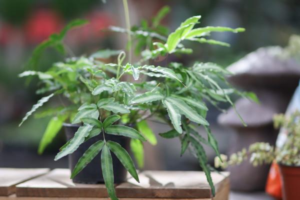 The Best Houseplants for Every Lighting Situation