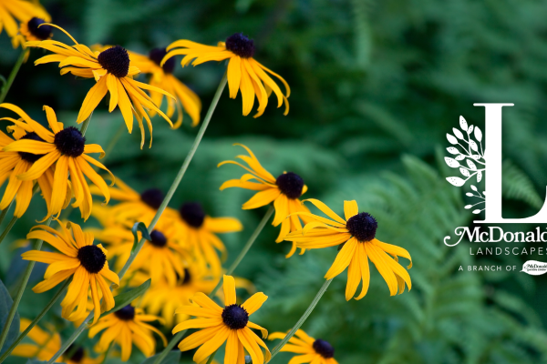 Top 10 Natives & Nativars for a Low-Maintenance Garden Hampton Roads