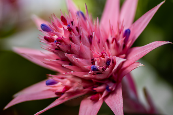 Low-Maintenance & High Impact: Why Bromeliads Are Perfect for Any Gardener