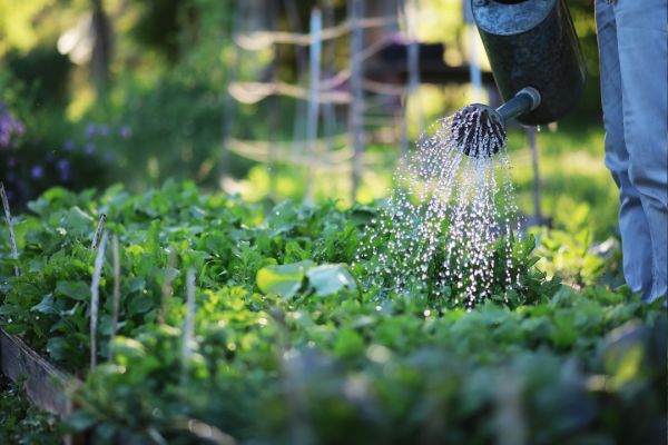Summer Garden Survival: Watering Tips to Beat the Heat