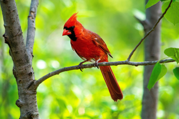 Feeding the Flock: The Best Seeds, Feeders, and Plants for Virginia Birds