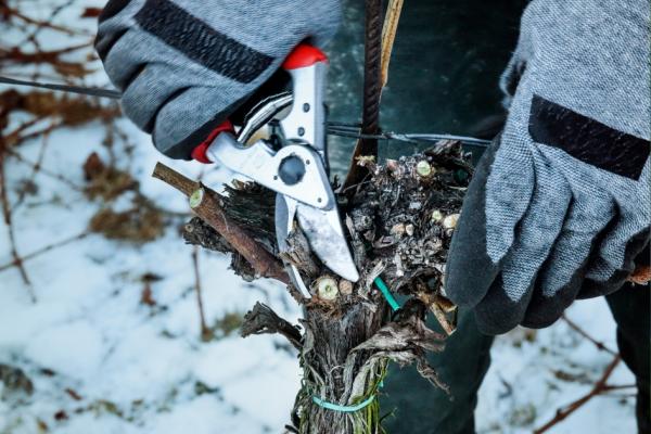 The Do's and Don'ts of Winter Pruning