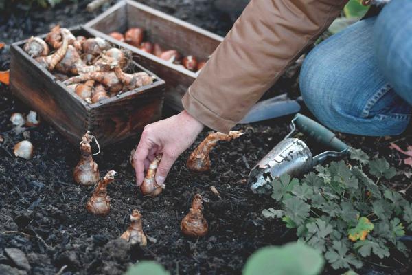 Why Fall is Great for Planting, McDonald Garden Center