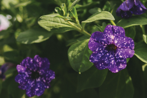 Petunia Power: Tips for Growing and Caring for Your Petunias