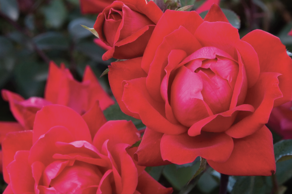 What’s New in Roses: Our 5 Best Varieties in Stock