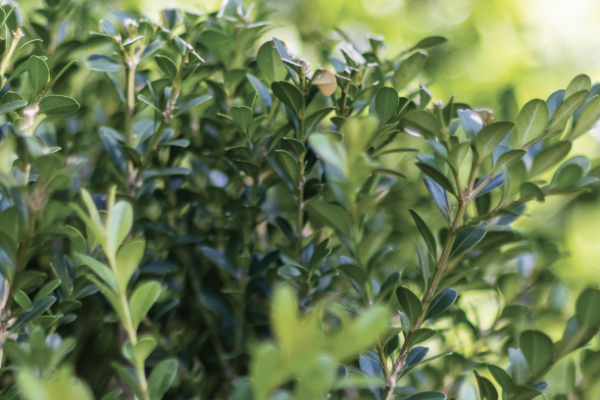 Our Top 5 Shrubs in Stock