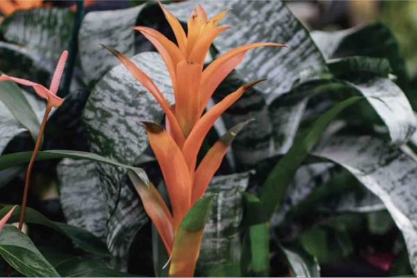 5 Things You Didn’t Know About Bromeliads