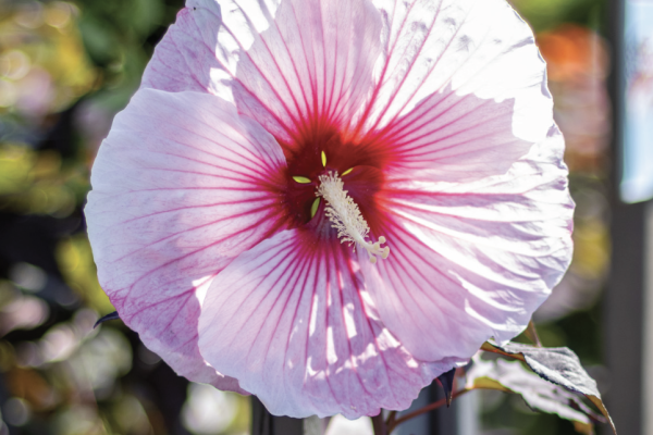 Exploring Hibiscus: The Origins and Differences Between Tropical and Perennial Types 