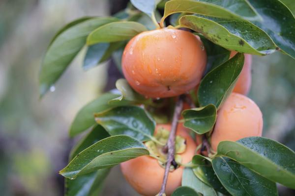 Edible Landscaping: How to Incorporate Fruit Trees into Your Design