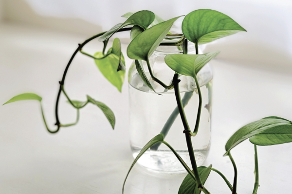 Multiply the Green: Easy Propagation Tips for Indoor Plants