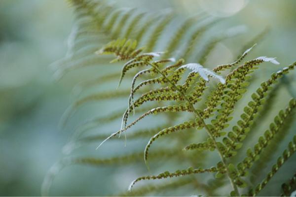 5 Indoor Ferns That Flourish in Winter