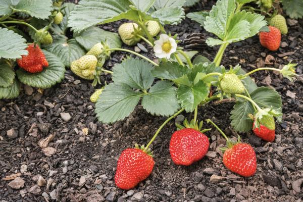 Sweet Success: How to Grow Strawberries at Home