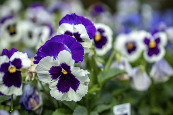 5 Ways to Elevate Your Containers with Pansies