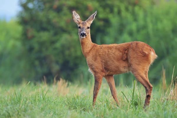 5 Deer-Resistant Plants You Need to Add to your Landscape