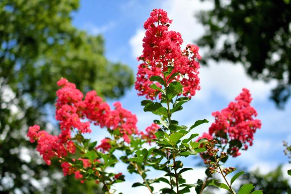 How to Get Rid of Crepe Myrtle Suckers