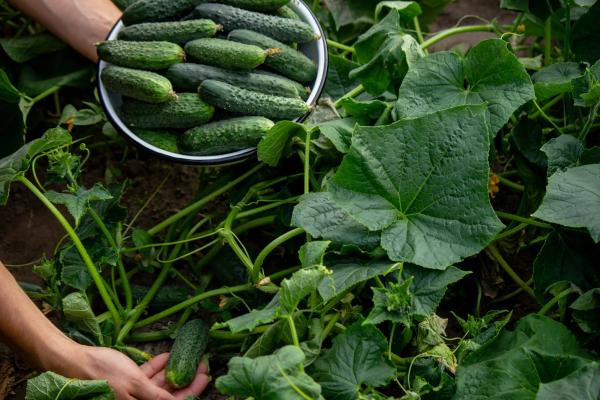 Best Tips for Veggie Harvesting