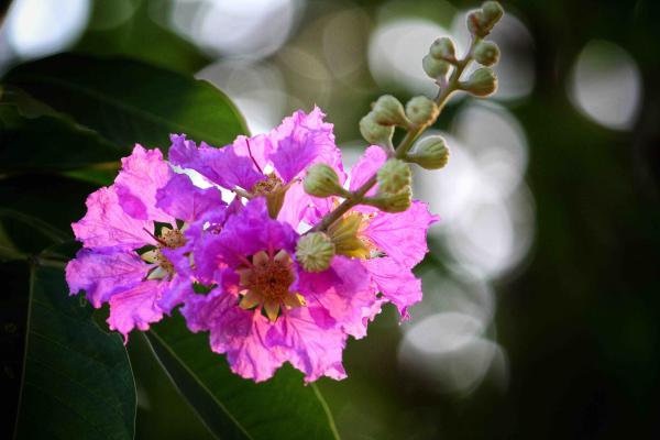 From Bud to Bloom: Expert Tips for Extending and Enhancing Crepe Myrtles’ Blossoms