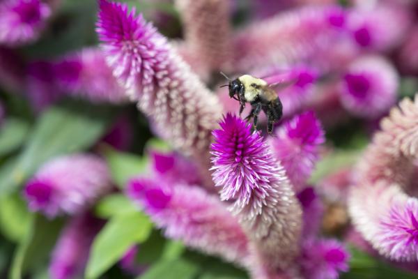 Top 10 Pollinator Friendly Plants, McDonald Garden Center