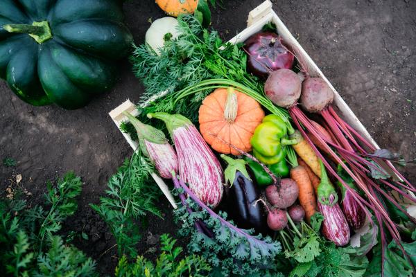5 Tips When Sowing Your Fall Veggies, McDonald Garden Center