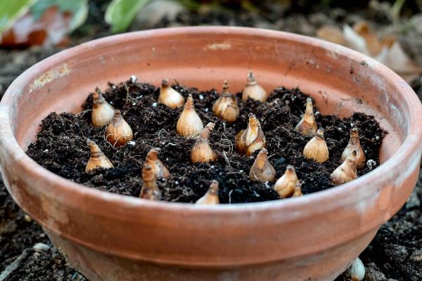 5 Tips for Planting Spring Bulbs