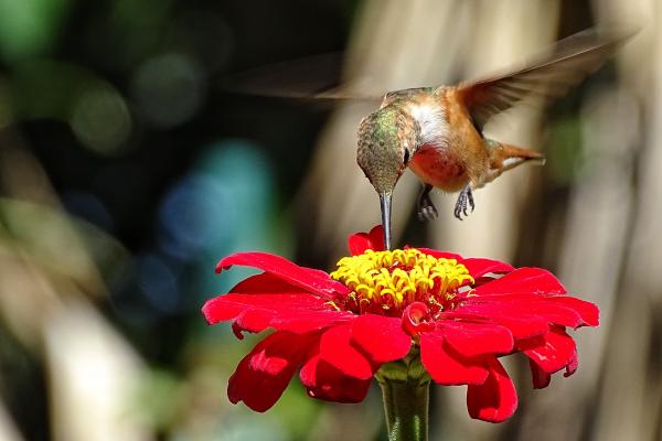 10 Things You Didn't Know About Hummingbirds, McDonald Garden Center