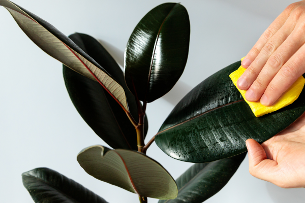  Solutions for the Top 5 Most Common Houseplant Pests, McDonald Garden Center
