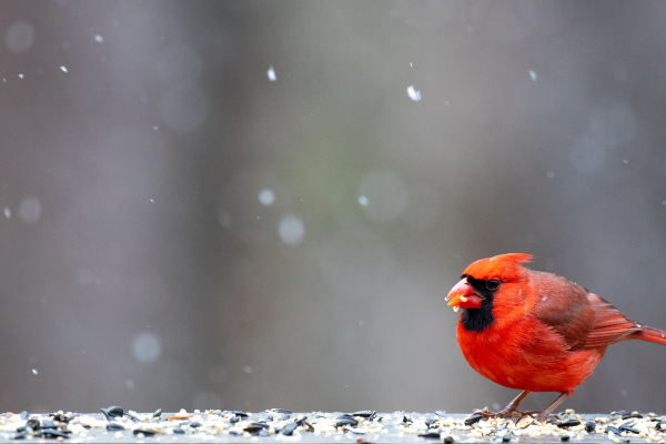 Landscape Blog Series: Winter Birding, McDonald Garden Center