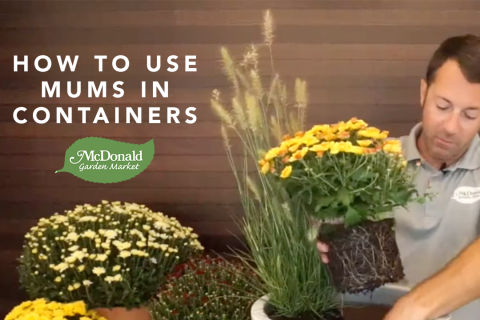 How to Use Mums in Containers, McDonald Garden Center