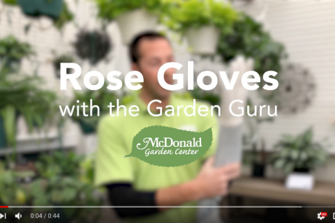 Our Favorite Rose Gloves video frame