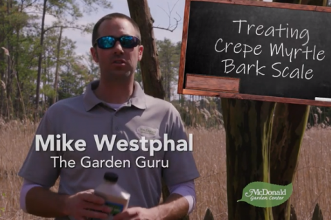 How to Treat Crepe Myrtle Bark Scale video frame