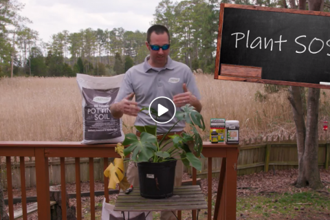 Plant SOS: How to Save a Struggling Plant video frame