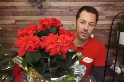 Poinsettias and other Holiday Plants video frame