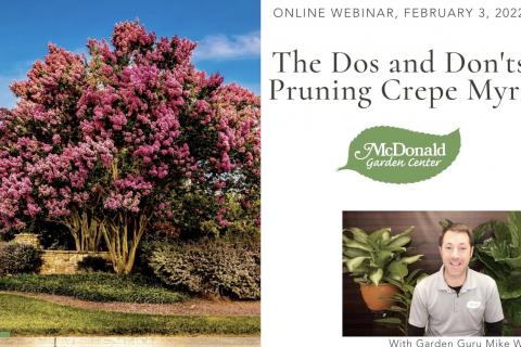 The Dos and Don'ts of Pruning Crepe Myrtles 