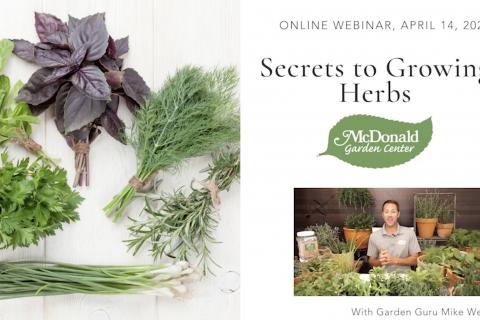 The Garden Guru’s Secrets to Growing Herbs, McDonald Garden Center
