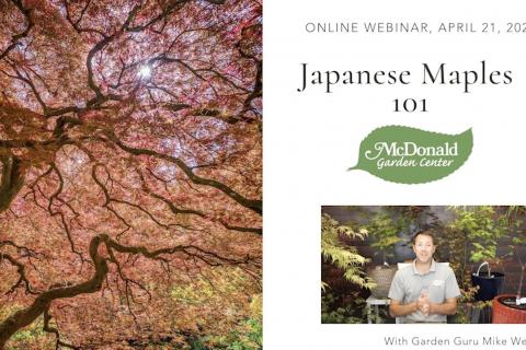 Japanese Maples 101, McDonald Garden Center