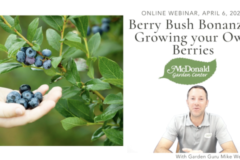 Berry Bush Bonanza: Tips and Tricks for Growing Your Own Berries