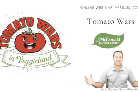 Tomato Wars: Which Variety Will Reign Supreme?
