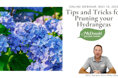 The Hydrangea Handbook: Tips and Tricks for Pruning Your Way to Beautiful Blooms