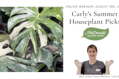 Carly's Summer Houseplant Picks