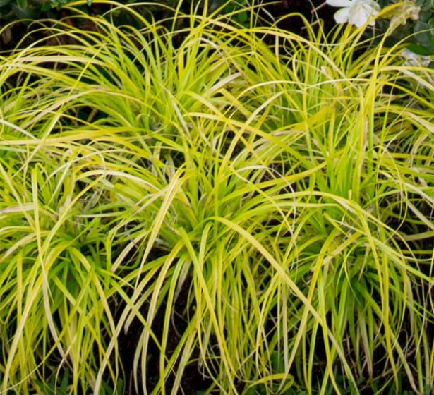 Evercolor® ‘Everillo’ Carex