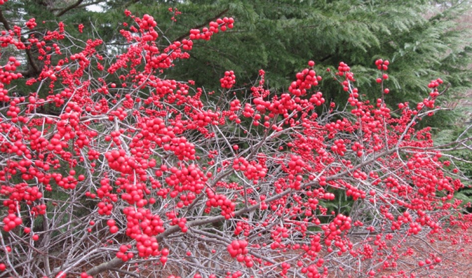 McDonald Garden Center Photo