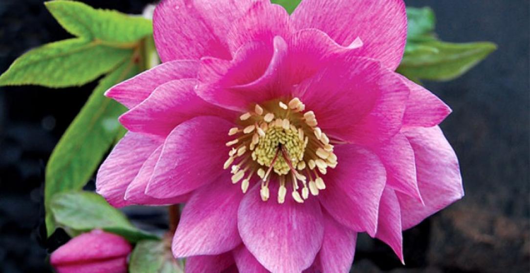 McDonald Garden Center Photo