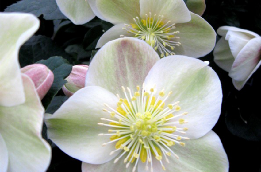 Perennials, McDonald Garden Center