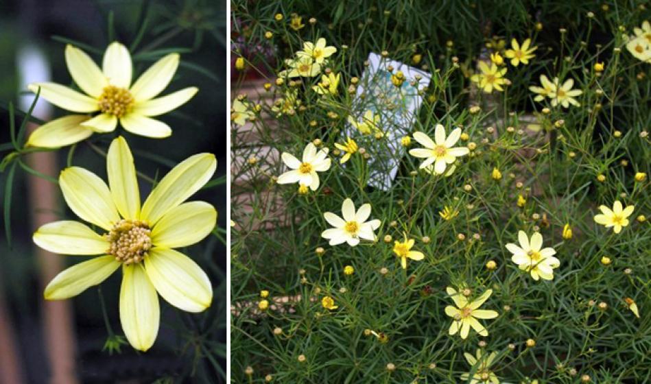 McDonald Garden Center Photo