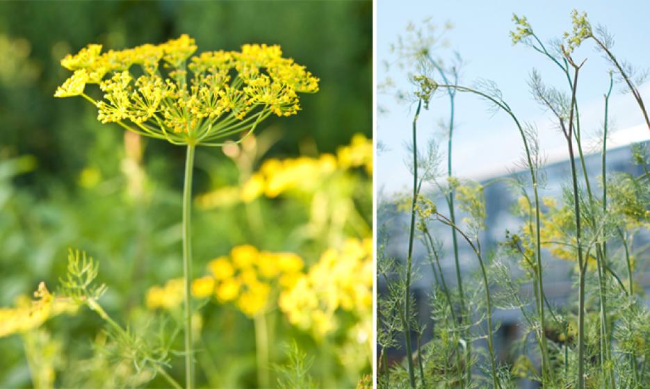 McDonald Garden Center Photo