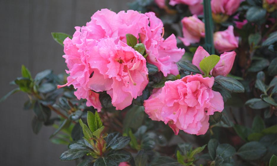 McDonald Garden Center Photo